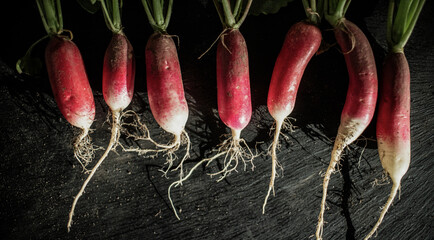 organic red radishes freshly collected from garden