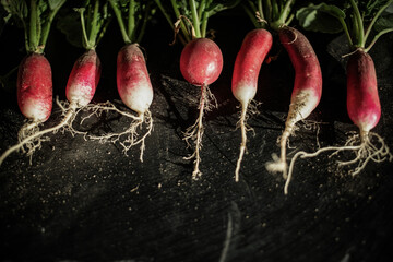 organic red radishes freshly collected from garden