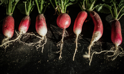 organic red radishes freshly collected from garden