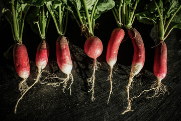 organic red radishes freshly collected from garden