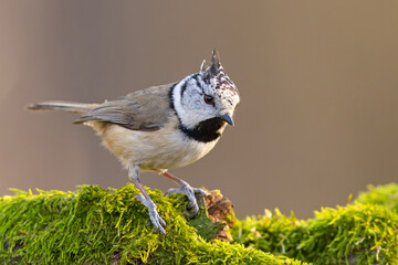 Czubatka (Lophophanes cristatus)