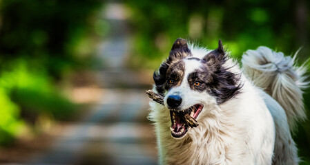 cute white shepherd dog playing in nature