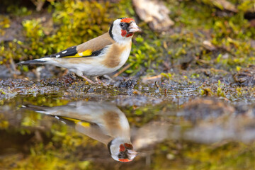 Szczygieł (Carduelis carduelis) © Grzegorz