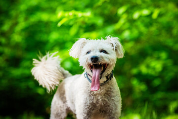 cute little pumi dog enjoying the outdoors