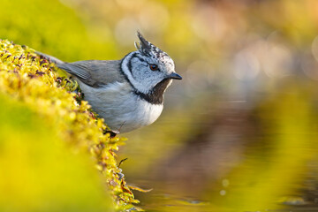 Czubatka (Lophophanes cristatus) © Grzegorz