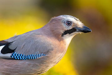 Sójka (Garrulus glandarius) © Grzegorz
