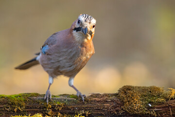 Sójka (Garrulus glandarius) © Grzegorz