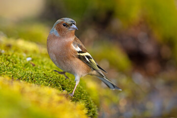 Zięba (Fringilla coelebs)