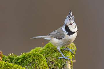 Czubatka (Lophophanes cristatus) © Grzegorz