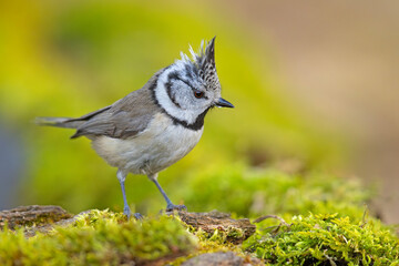 Czubatka (Lophophanes cristatus) © Grzegorz