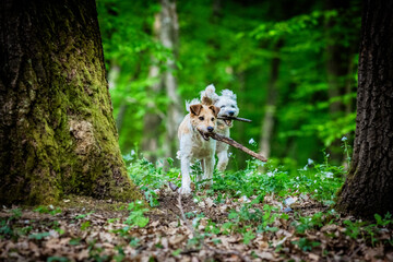 Fototapeta premium cute terrier playing outdoors
