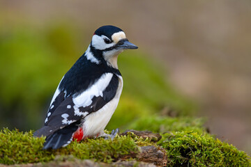 Dzięcioł duży (Dendrocopos major) © Grzegorz