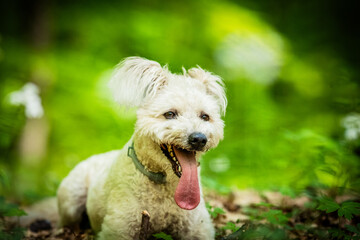 cute little pumi dog enjoying the outdoors