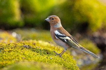 Zięba (Fringilla coelebs) © Grzegorz