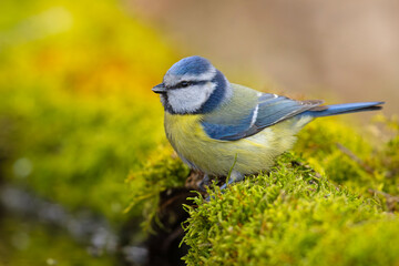 Modraszka (Cyanistes caeruleus)