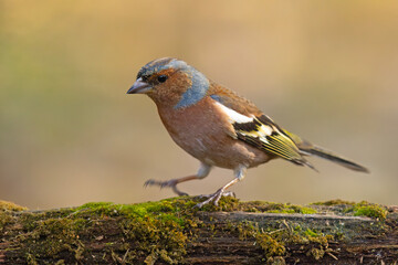 Zięba (Fringilla coelebs) © Grzegorz