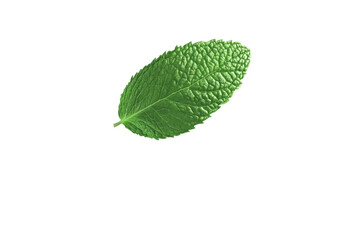 Obraz premium Green leafy plant with a white background, isolated