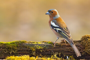Zięba (Fringilla coelebs) © Grzegorz