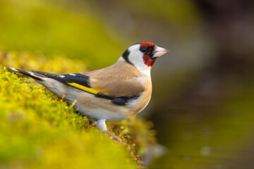 Szczygieł (Carduelis carduelis) © Grzegorz
