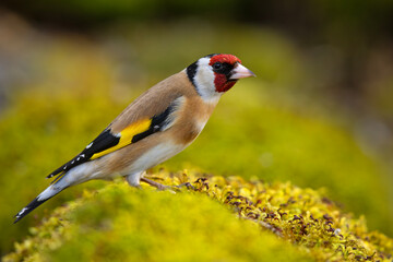 Szczygieł (Carduelis carduelis) © Grzegorz