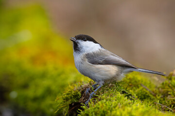 Czarnogłówka (Poecile montanus)