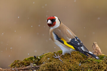 Szczygieł (Carduelis carduelis) © Grzegorz