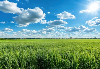 Lush Green Field Under a Bright Blue Sky with Fluffy White Clouds and Radiant Sunlight Shining Over Expansive Grassland Landscape
