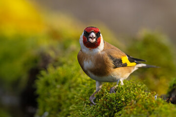 Szczygieł (Carduelis carduelis) © Grzegorz