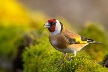 Szczygieł (Carduelis carduelis) © Grzegorz