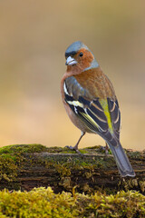 Zięba (Fringilla coelebs) © Grzegorz