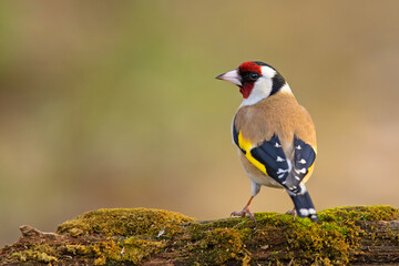 Szczygieł (Carduelis carduelis) © Grzegorz