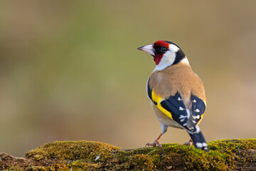 Szczygieł (Carduelis carduelis) © Grzegorz