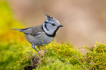 Czubatka (Lophophanes cristatus) © Grzegorz