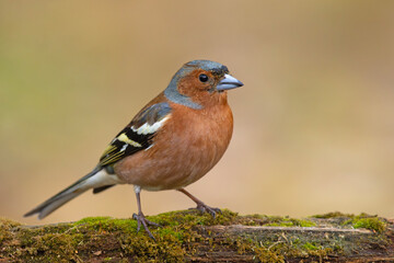 Zięba (Fringilla coelebs) © Grzegorz