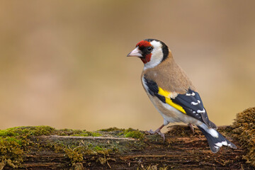 Szczygieł (Carduelis carduelis) © Grzegorz