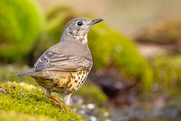 Paszkot (Turdus viscivorus) © Grzegorz