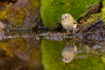 Mysikrólik (Regulus regulus) © Grzegorz