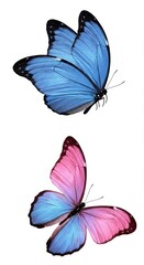 Vibrant blue and pink butterflies on a white background showcasing colorful wings