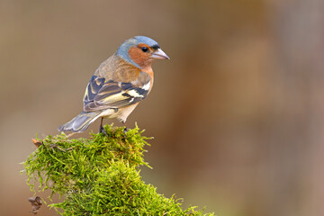 Zięba (Fringilla coelebs) © Grzegorz
