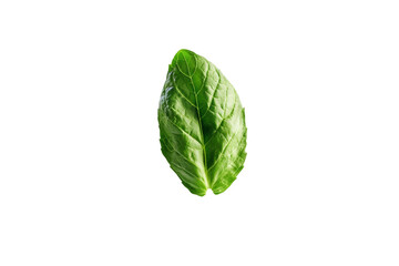 Fototapeta premium Leafy green plant with a stem, isolated