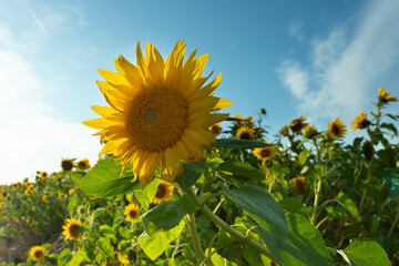 field of sunflowers