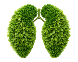 green plant in the form of a heart