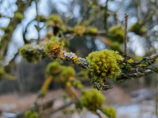Grooved green moss background growing on a tree branches in nature

