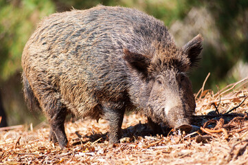 wild boar in park, Arbatax, Tortolì, Nuoro, Sardinia, Italy © MASSIMILIANO