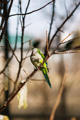 Monk parakeet Myiopsitta monachus in the park, sitting on a branch in the sun and eating