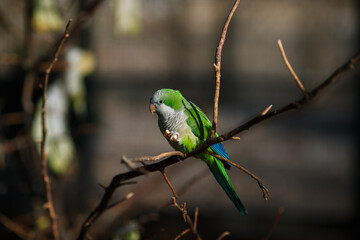 Monk parakeet Myiopsitta monachus in the park, sitting on a branch in the sun and eating
