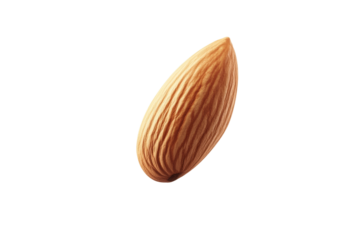 Nut is shown on a white background, isolated