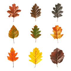 Fototapeta premium Autumn leaves collection vibrant colors nature beauty
