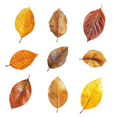 Nine autumn leaves in warm colors a beautiful collection,