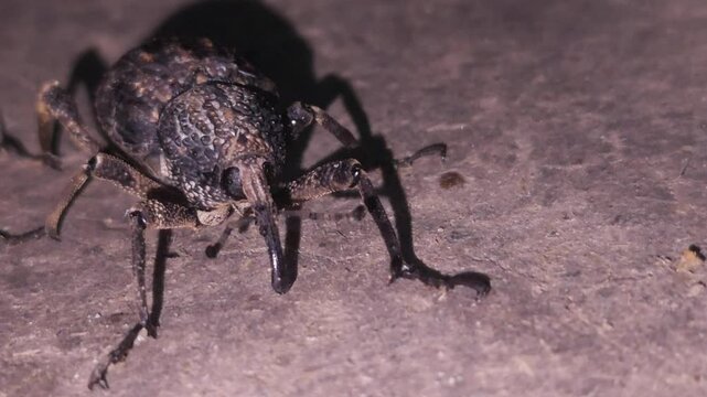 bettle walking on ground 